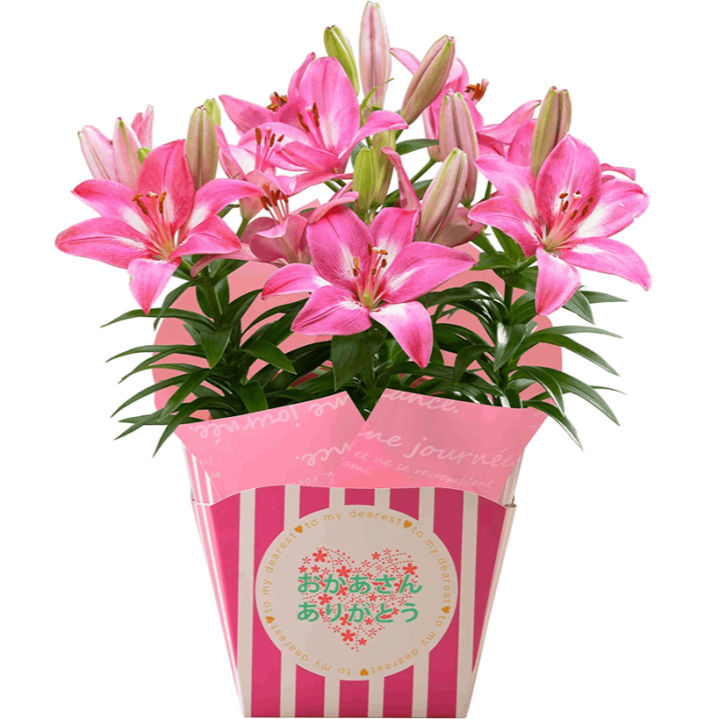 ����� �� ȭ���� ��� ��� ɴ�� �ץ쥼��� ��ȭ ��������ե� ������ץ쥼���