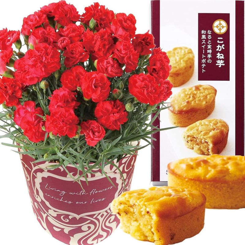  ֤ȥ  ȭ ͡ ȭ ץ쥼 ۻ 