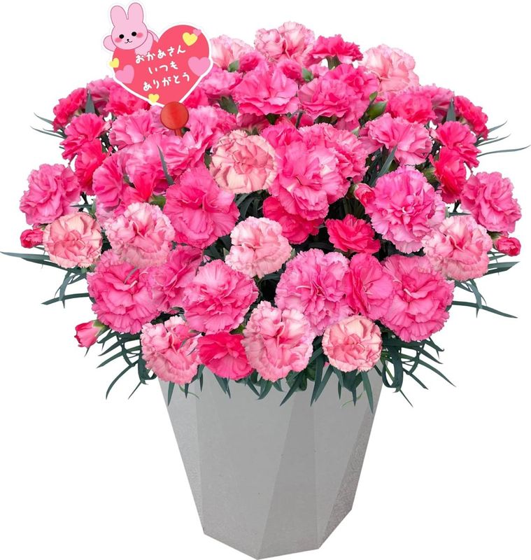 母の日 花 鉢植え カーネーション プレゼント 花鉢 母の日ギフト 母の日のプレゼント