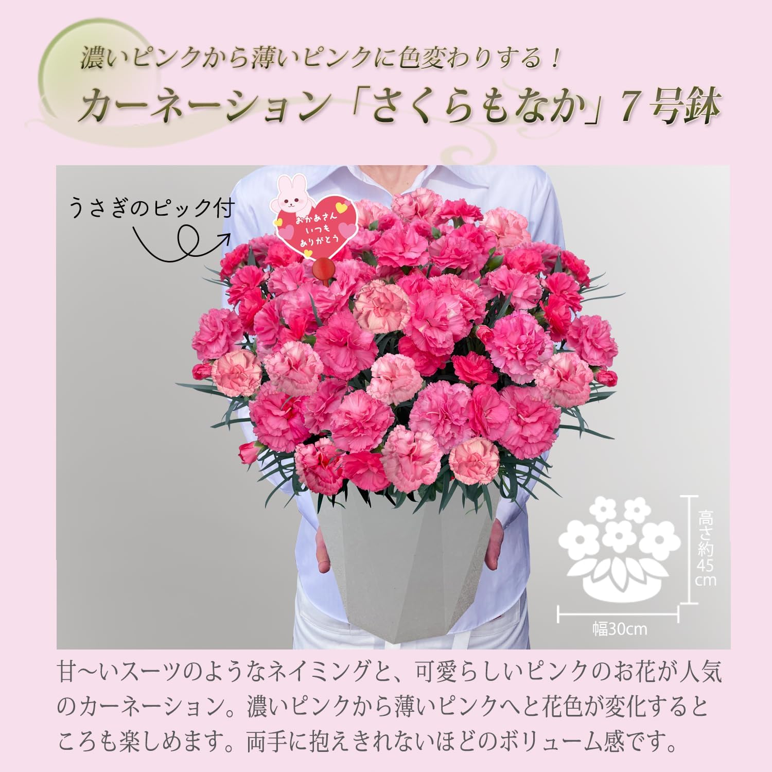 カーネーションさん専用 Knext・カーネーション・クラシックレッド6輪・アウトレット