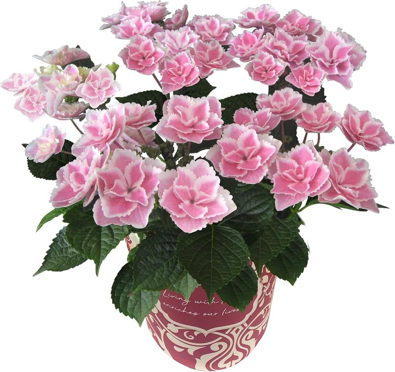母の日 花 鉢植え あじさい 紫陽花 アジサイ プレゼント 花鉢 生花 母の日ギフト