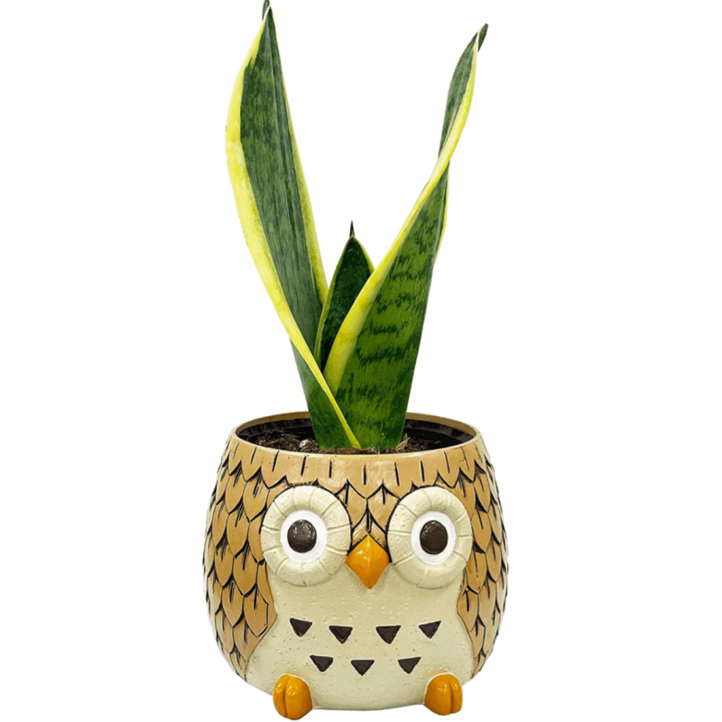 �դ����� ��ʪ ���󥹥٥ꥢ ���տ�ʪ ��ʪ ���󥻥٥ꥢ ���� �ߥ˴��տ�ʪ �פ���