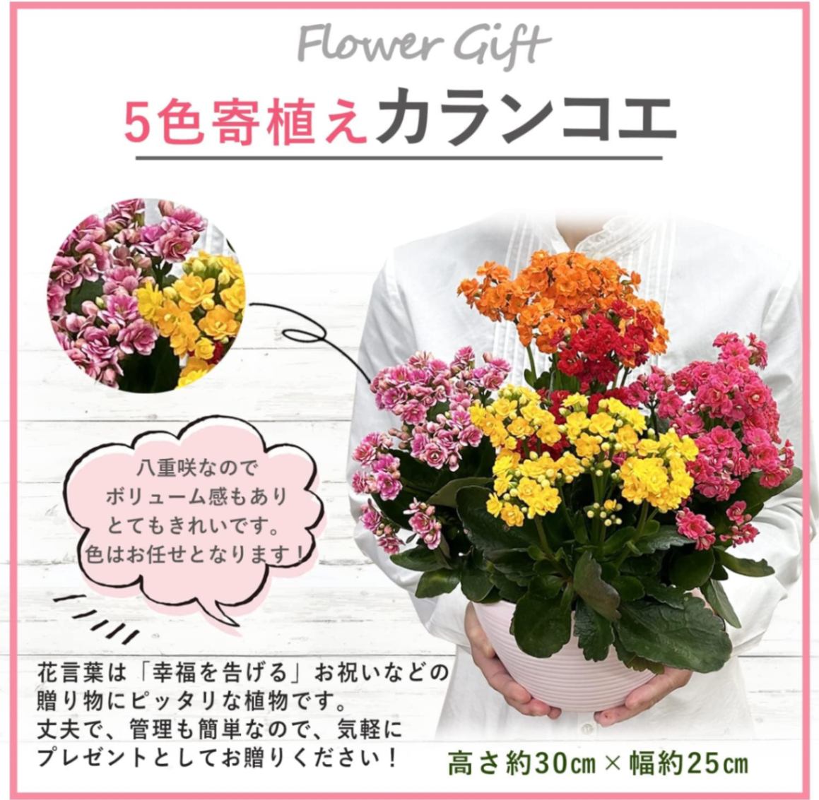 カランコエ鉢植え からんこえ鉢植え 植花 寄植え 八重咲 カランコエ
