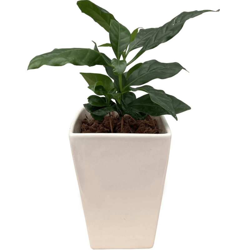 �����ҡ����� ���տ�ʪ ��ʪ �ߥ� ���� ��ʪ �� �� ������� �ߥ˴��տ�ʪ ȭ����