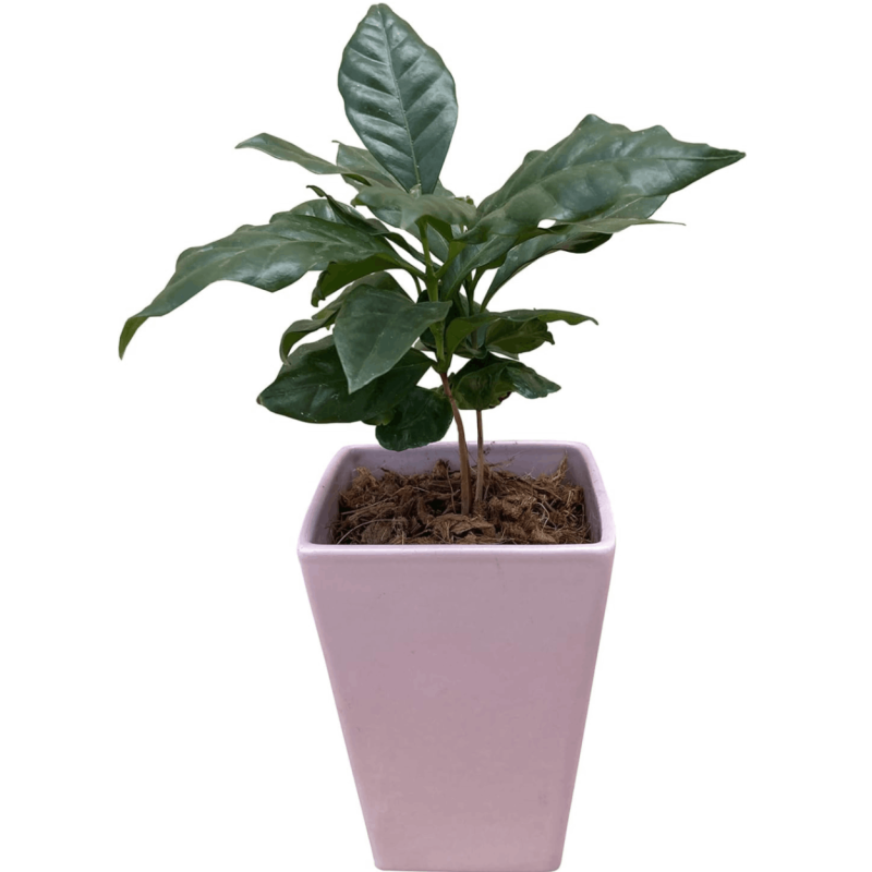 �����ҡ����� ���տ�ʪ ��ʪ �ߥ� ���� ��ʪ �� �� ������� �ߥ˴��տ�ʪ ȭ����