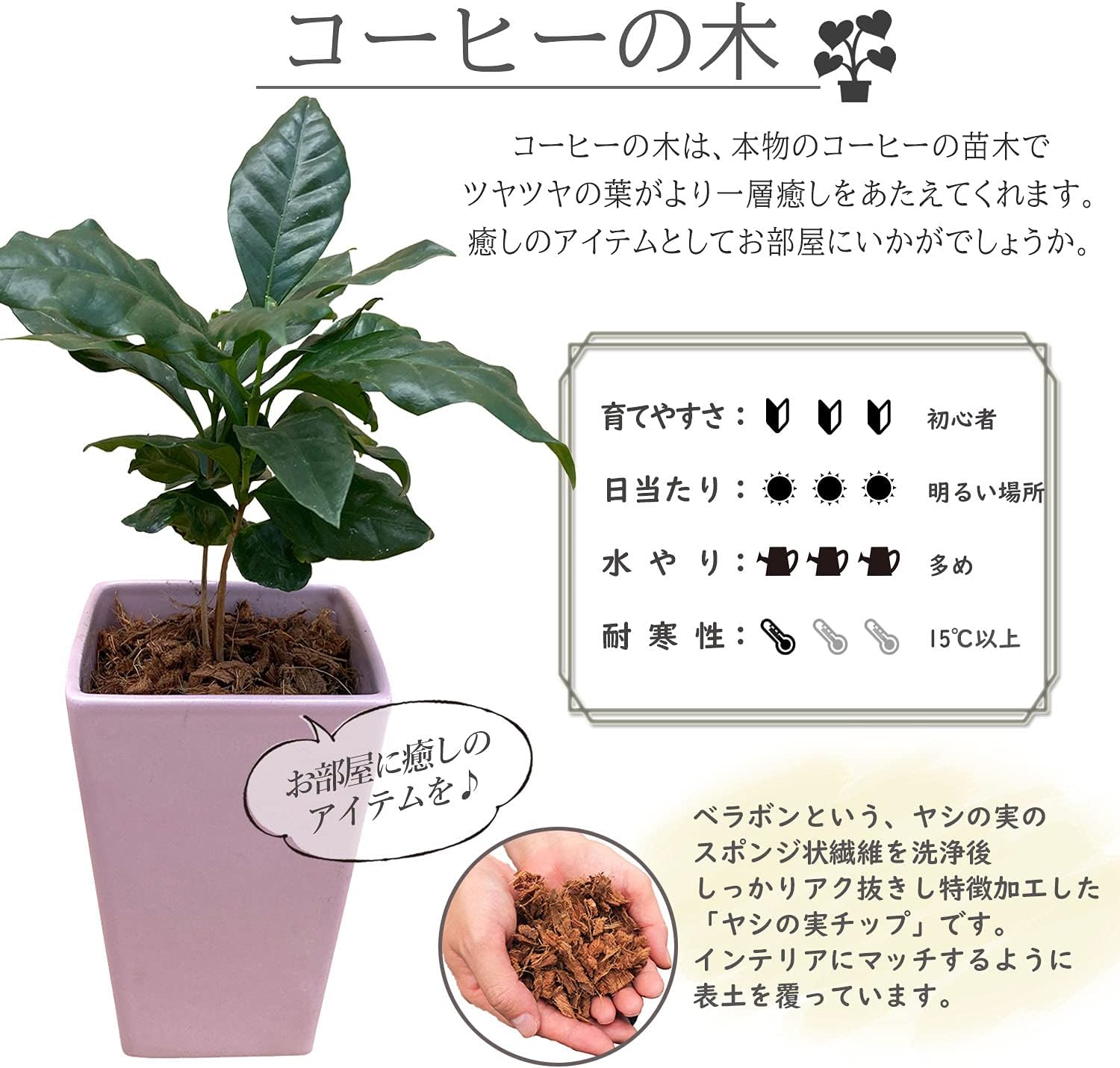 コーヒーの木 観葉植物 本物 ミニ 観葉 植物 苗 木 おしゃれ ミニ観葉