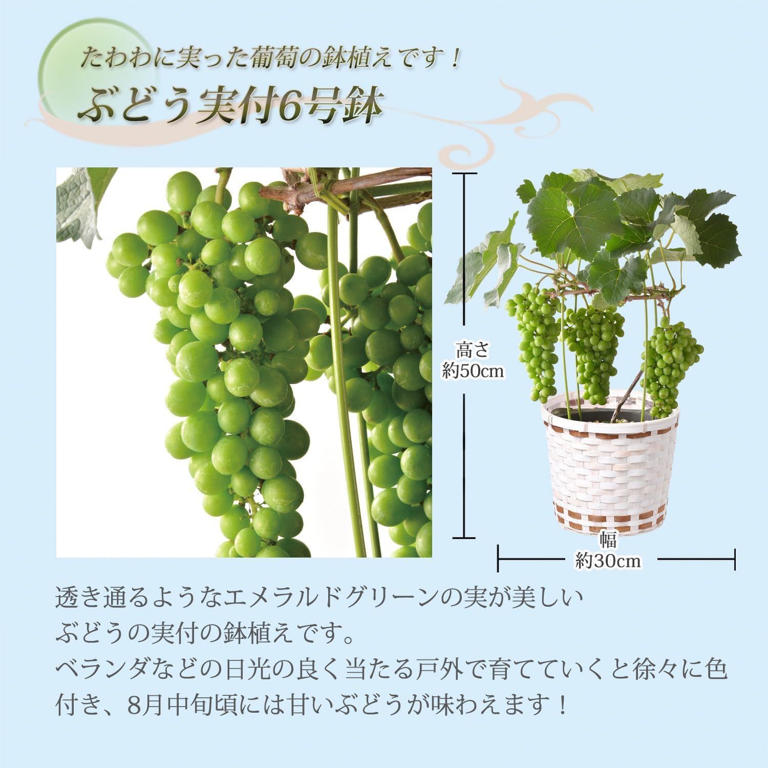 実付き　ぶどう苗　ぶどう　ブドウ　2鉢価格 楽天市場】夏ギフト 葡萄 果樹 実付きギフト ぶどう 実つき 苗