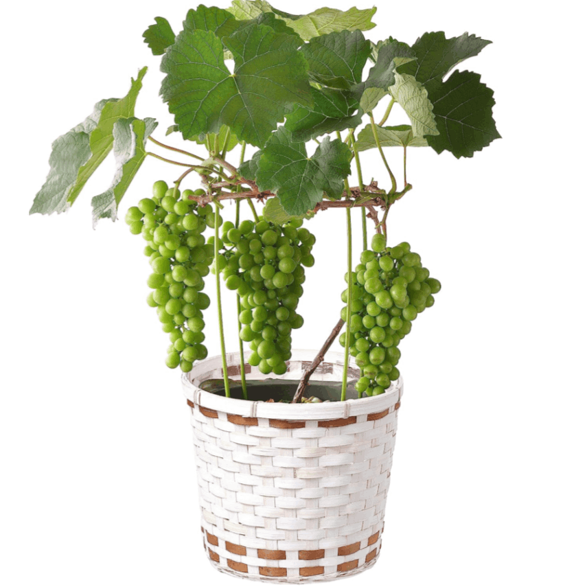ぶどうの苗木 タノレッド 底面給水6寸鉢ごと 苗 植物 - メルカリ