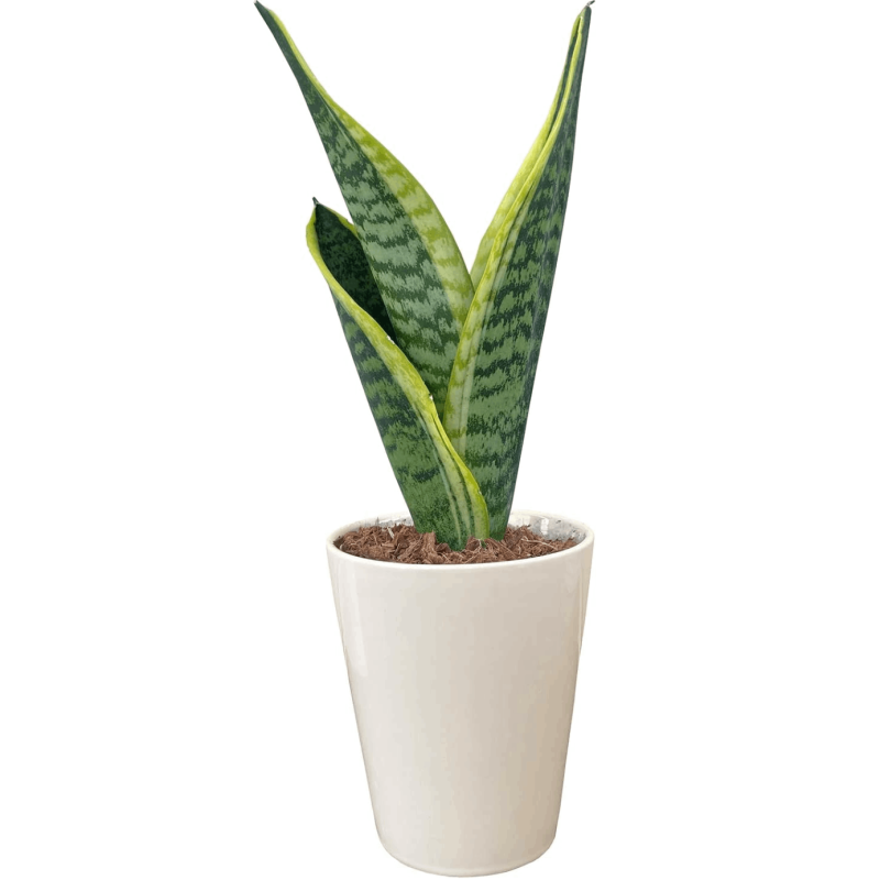 ���󥹥٥ꥢ �פ��� ���󥹥٥ꥢȭ���� �ߥ˴��տ�ʪ ������ ���� ��狼�ʤ�