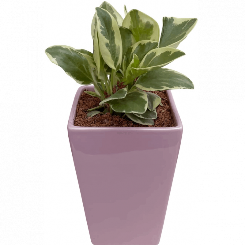 鉢植え 観葉植物 ペペロミア ゴールド ミニ観葉植物 陶器鉢 多肉 室内 虫がわかない