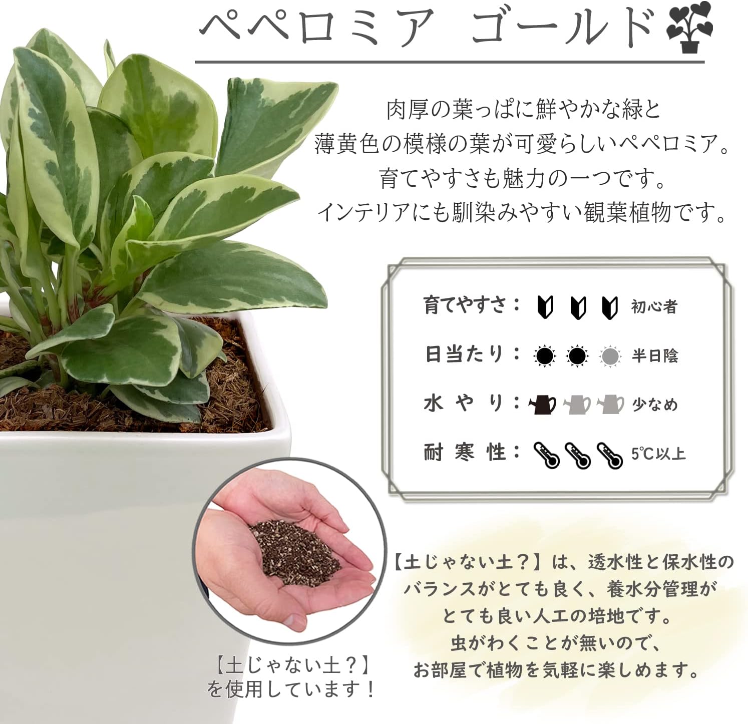 鉢植え 観葉植物 ペペロミア ゴールド ミニ観葉植物 陶器鉢 多肉 室内