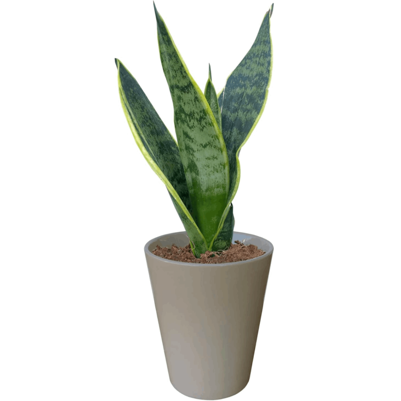サンスベリア 虎の尾 サンスベリア鉢植え ミニ観葉植物 室内用 室内 虫がわかない|おしゃれな観葉植物|観葉植物