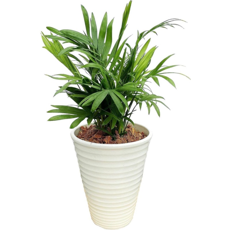 �ơ��֥�䥷 ���տ�ʪ ��ʪ �ߥ� �䥷 �䥷���� ���� ��ʪ �ߥ˴��տ�ʪ ȭ����