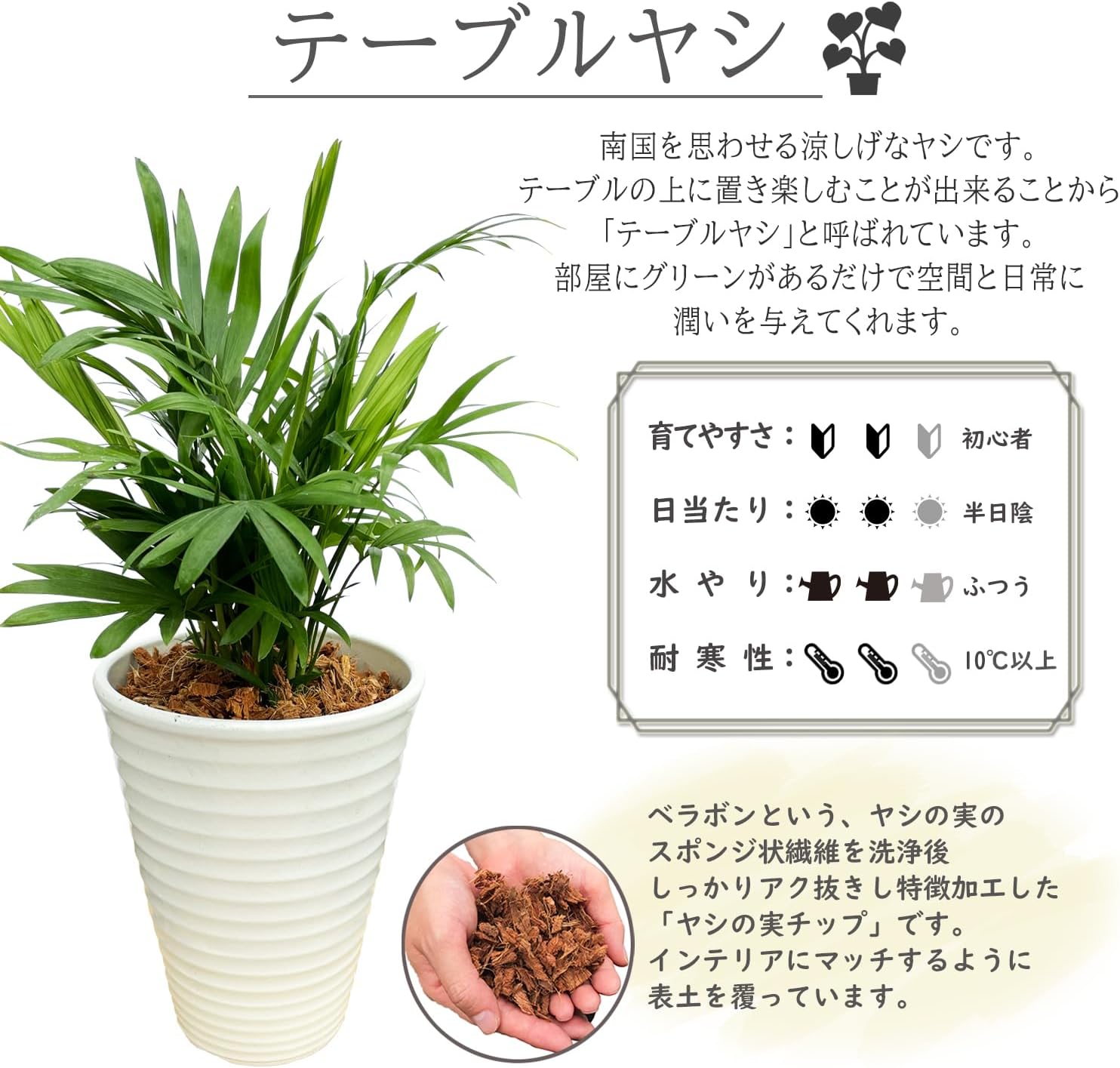 テーブルヤシ 観葉植物 本物 ミニ ヤシ ヤシの木 観葉 植物 ミニ観葉