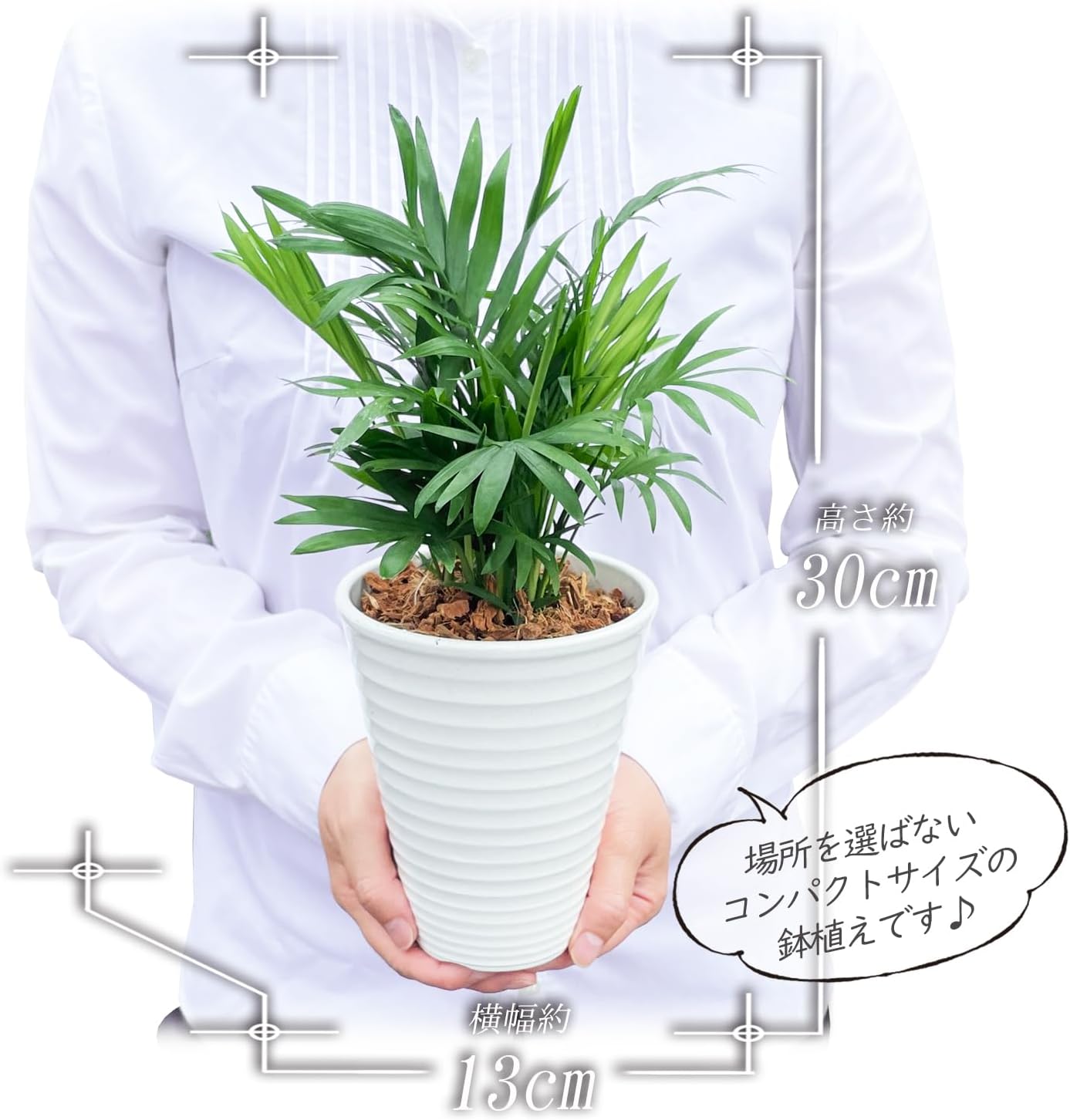 テーブルヤシ 観葉植物 本物 ミニ ヤシ ヤシの木 観葉 植物 ミニ観葉