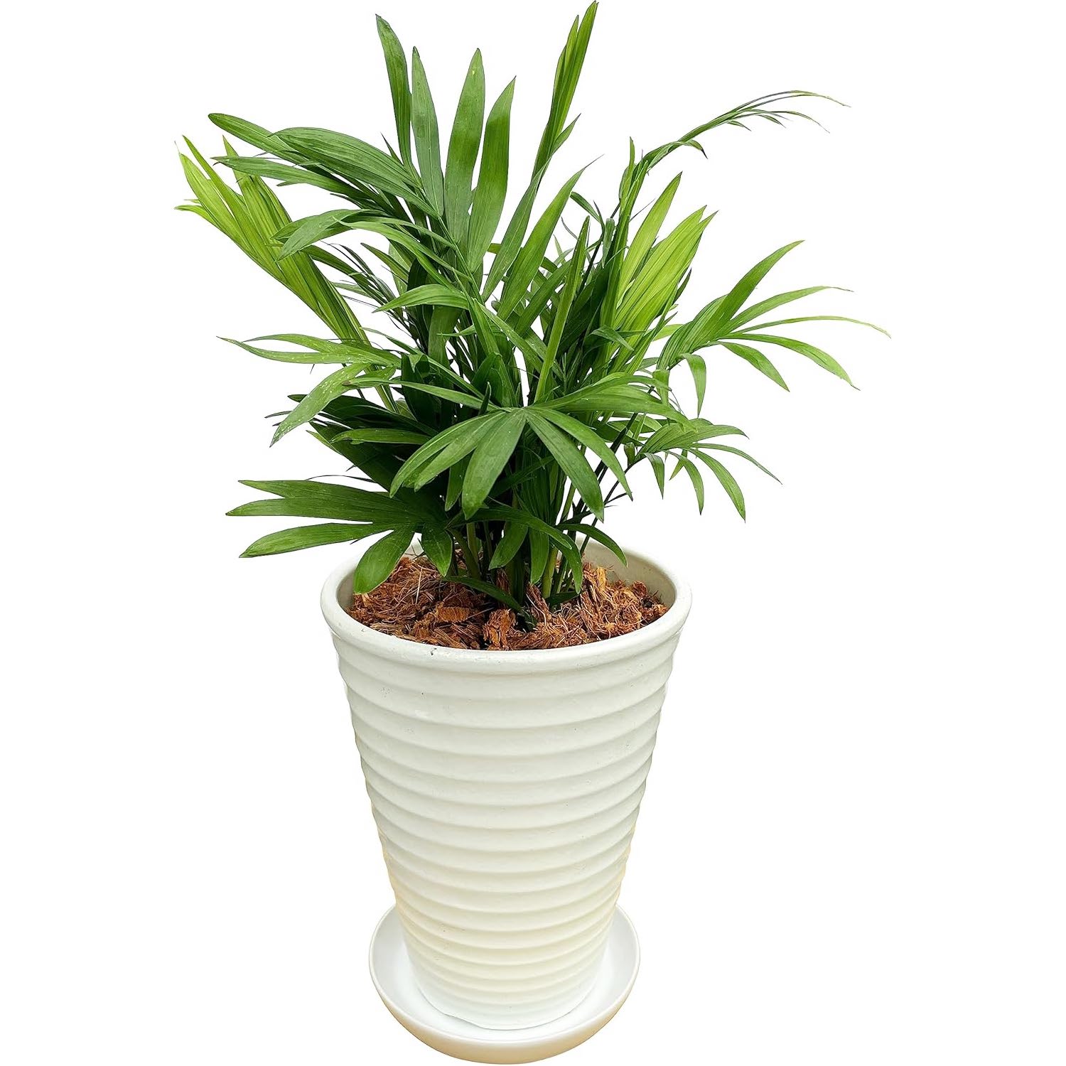 テーブルヤシ 観葉植物 本物 ミニ ヤシ ヤシの木 観葉 植物 ミニ観葉