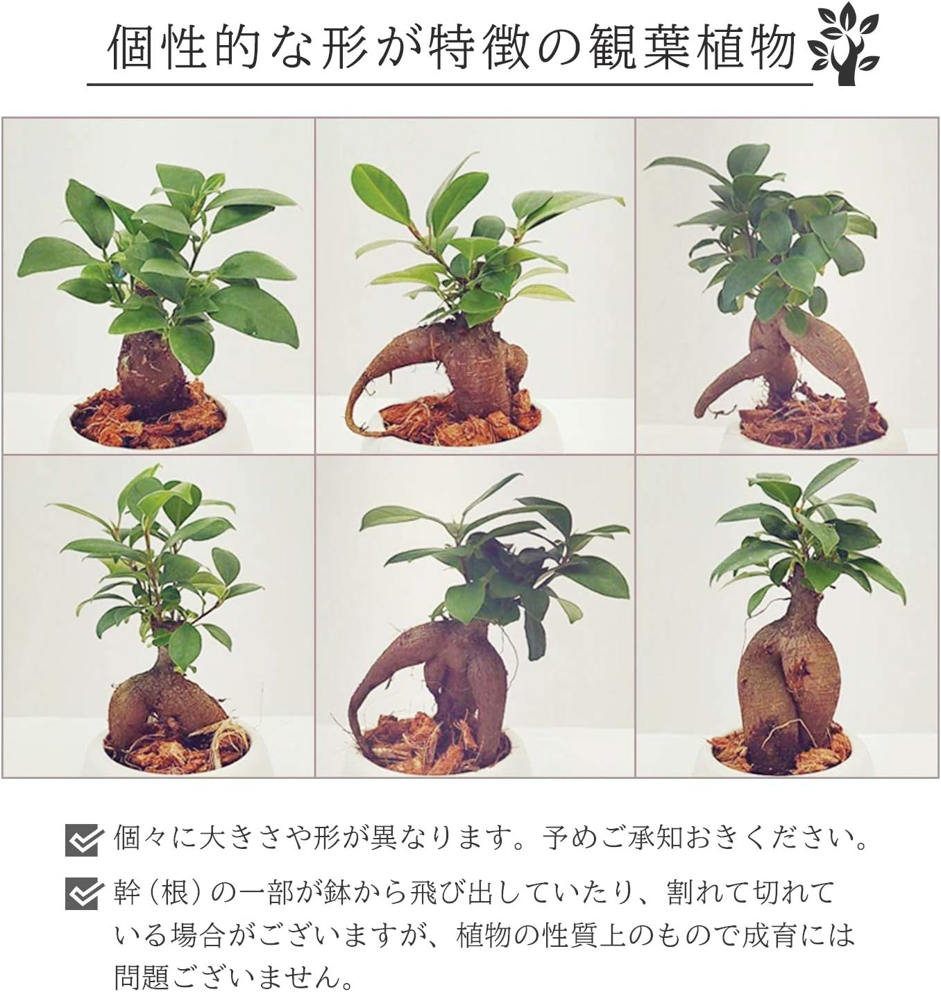 がじゅまる　まとめ売り ガジュマル （ がじゅまる ）ミニ観葉 7.5cmポット（ 幸せの木