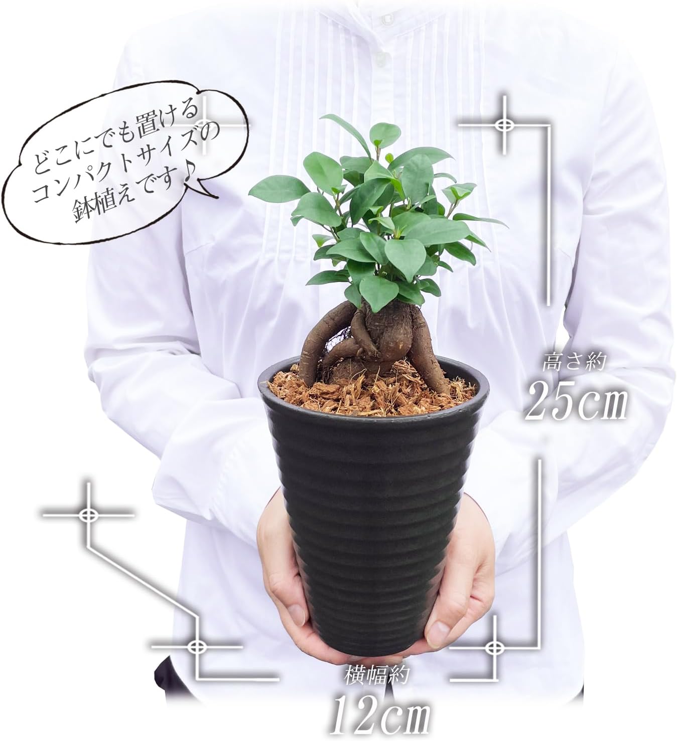 ガジュマル ガジュマルの木 観葉植物 本物 ミニ 鉢植え がじゅまる