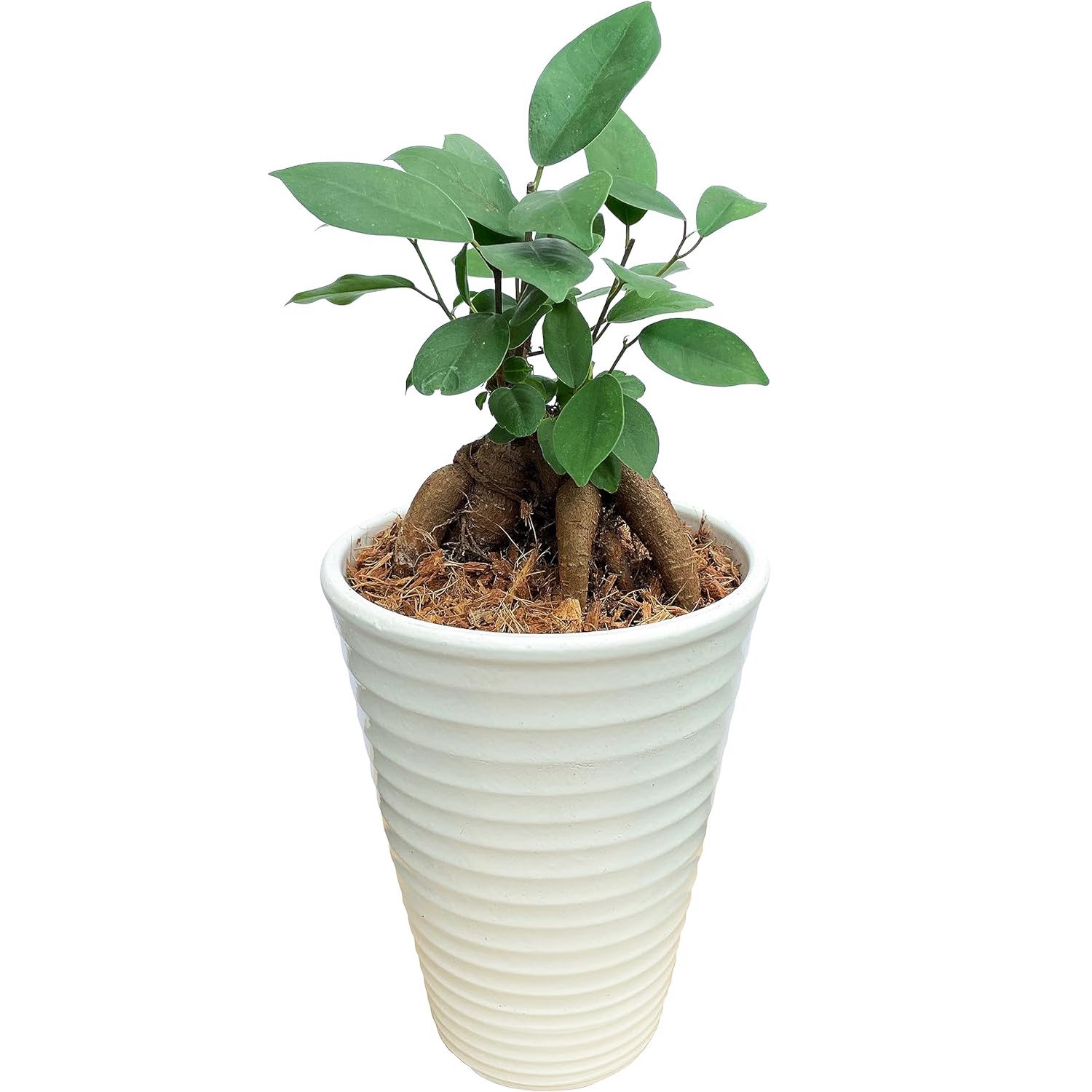 ガジュマル ガジュマルの木 観葉植物 ミニ 本物 鉢植え がじゅまる
