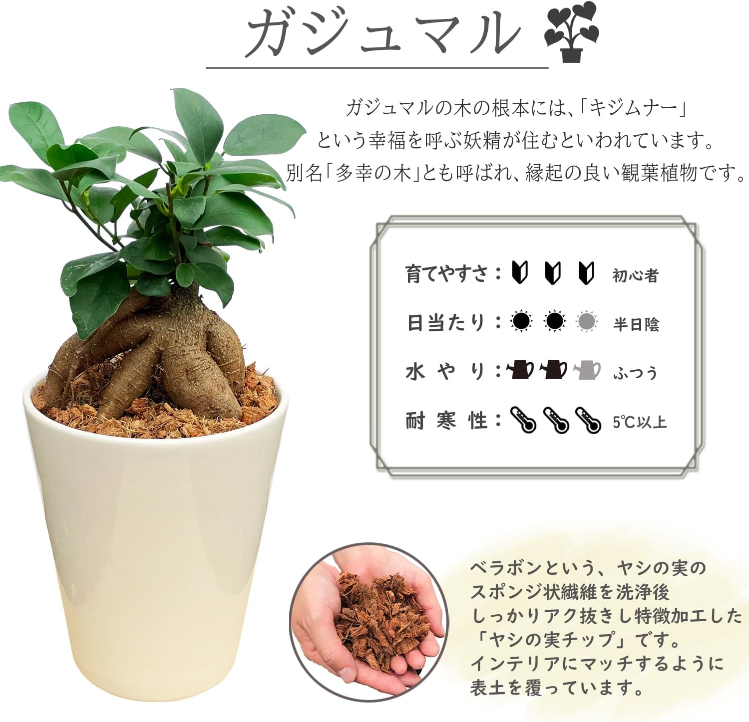 ✨✨✨superガジュマル【ジブリの世界】検/宮古ガジュマル♪サービス品♪ ✨✨✨ガジュマル【ジブリの世界】検/ガジュマル♪セール♪ - メルカリ