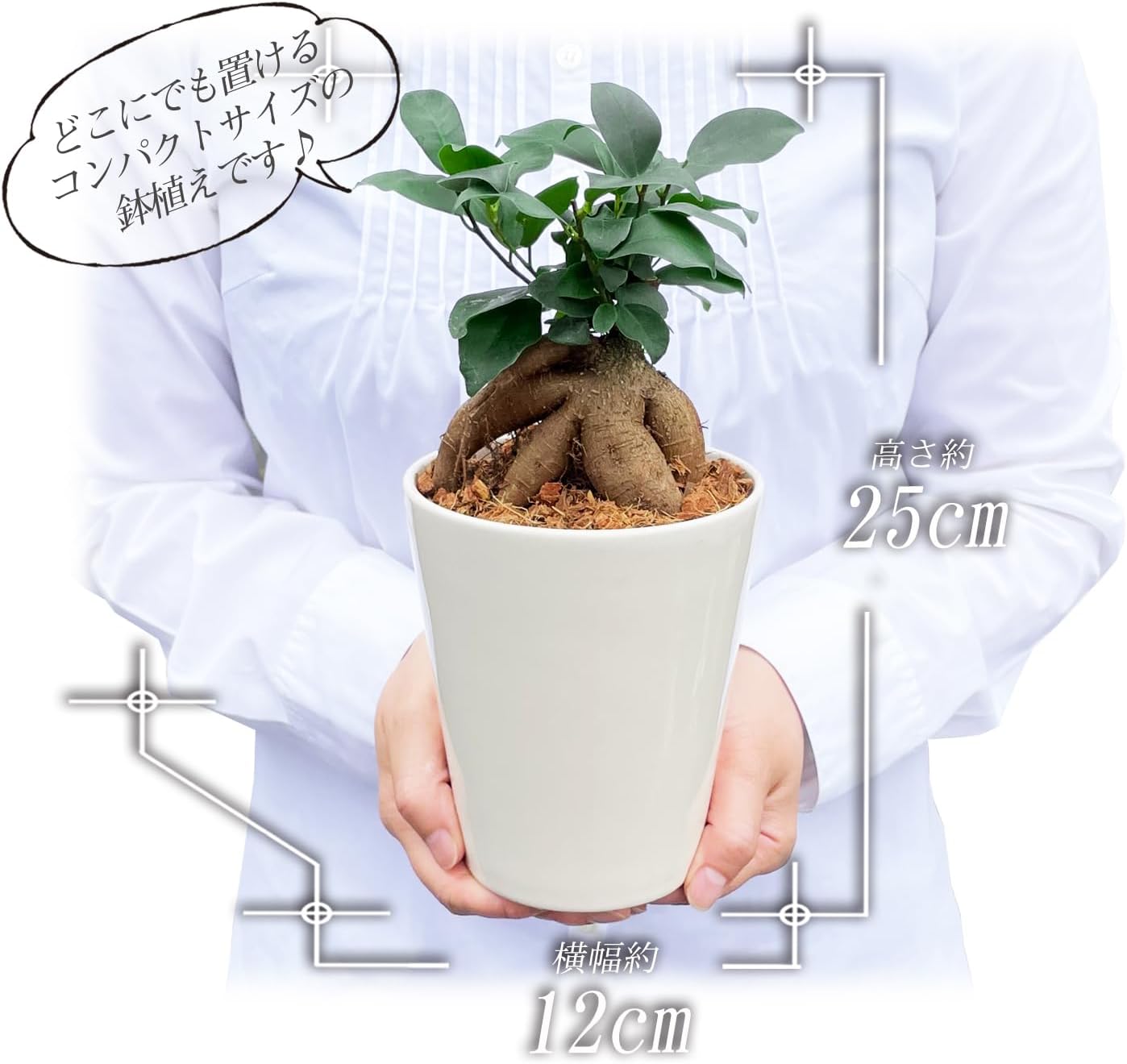 ガジュマルさま専用ページ ガジュマルさま専用ページ ガジュマル 2号の通販 | GreenSnap STORE