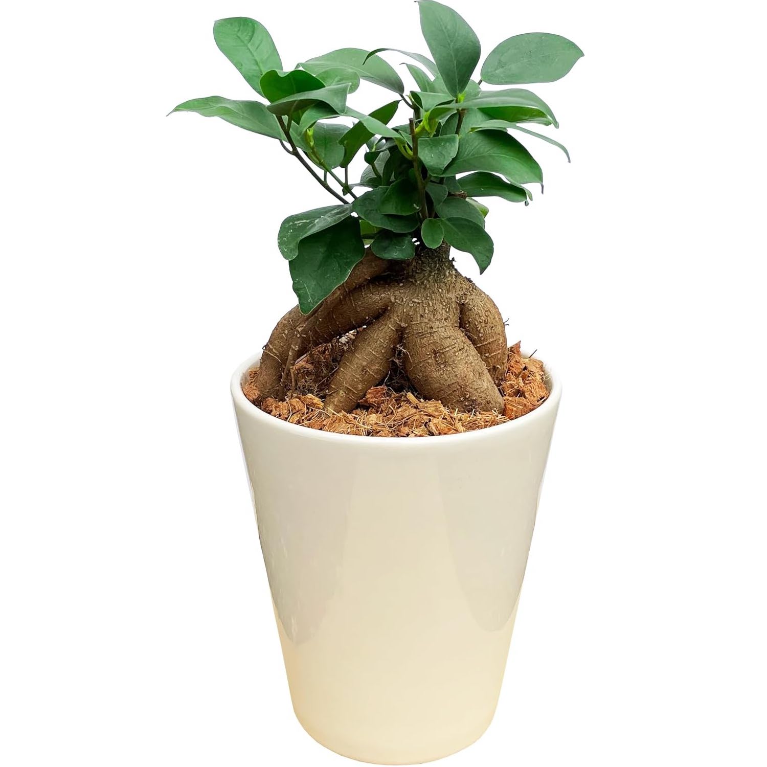 ガジュマル がじゅまる 樹高：約32cm dショッピング |ガジュマル（超幹太） 白色 ラウンド 陶器鉢 Mサイズ