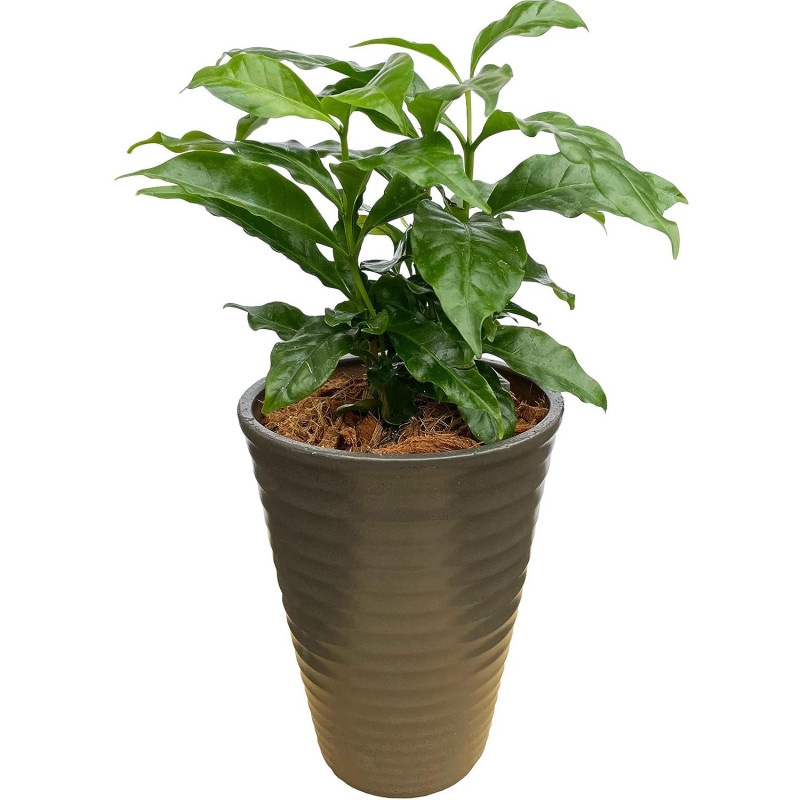 �����ҡ����� ���տ�ʪ ��ʪ �ߥ� ���� ��ʪ �� �� ������� �ߥ˴��տ�ʪ ȭ����