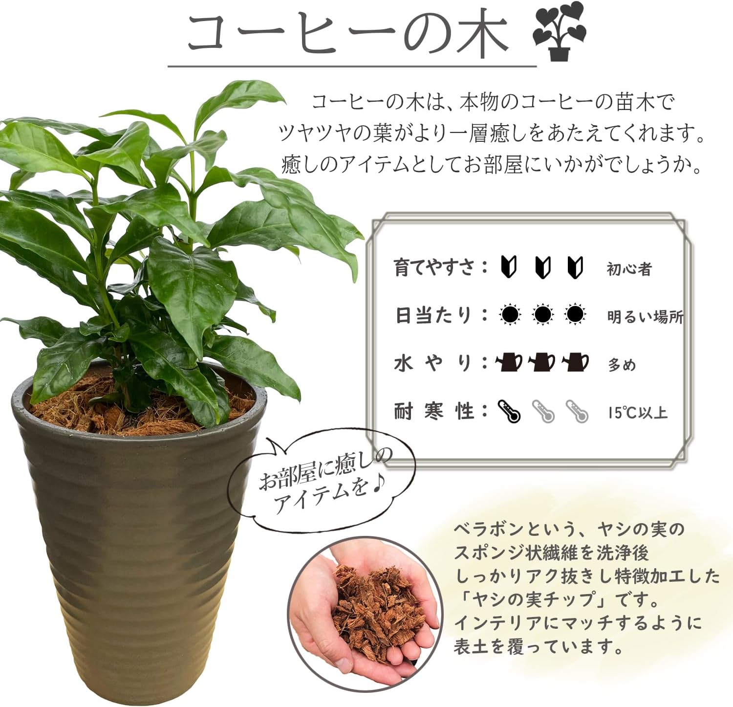 コーヒー(珈琲)の木 鉢付き 観葉植物 コーヒーの木 10号 プラスチック鉢 | 観葉植物ならHitoHana