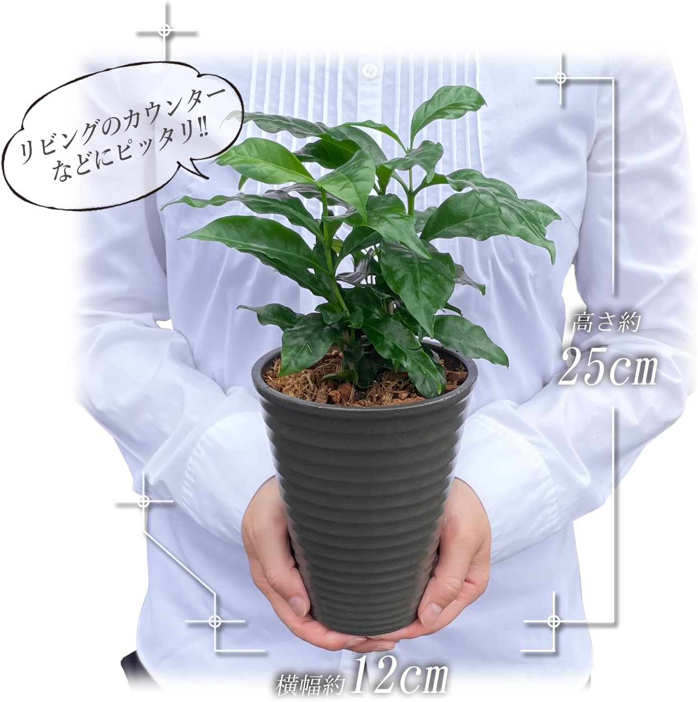 コーヒーの木 コーヒー鉢植え インテリア コーヒー 珈琲 グリーン ミニ