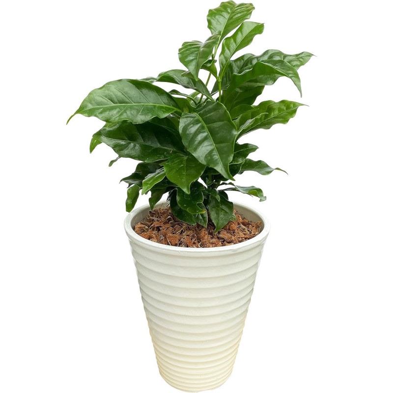 �����ҡ����� ���տ�ʪ ��ʪ �ߥ� ���� ��ʪ �� �� ������� �ߥ˴��տ�ʪ ȭ����