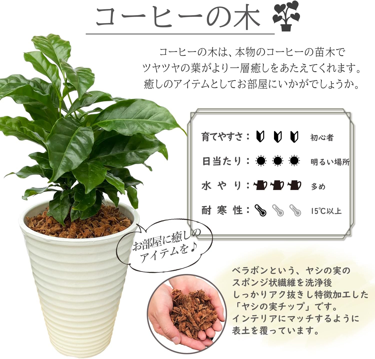 コーヒーの木 観葉植物 本物 ミニ 観葉 植物 苗 木 おしゃれ ミニ観葉