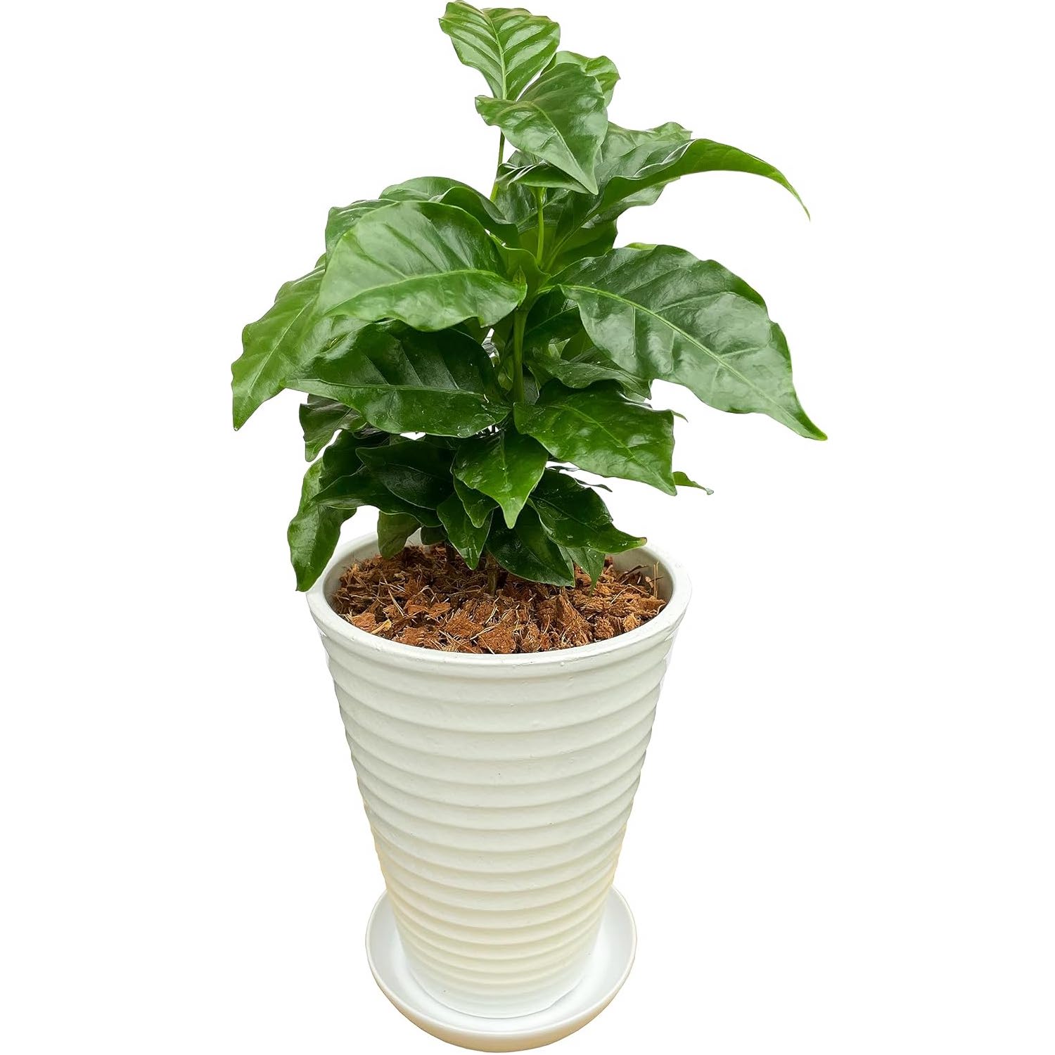 観葉植物　コーヒーの木　抜き苗 観葉植物 コーヒーの木 抜き苗