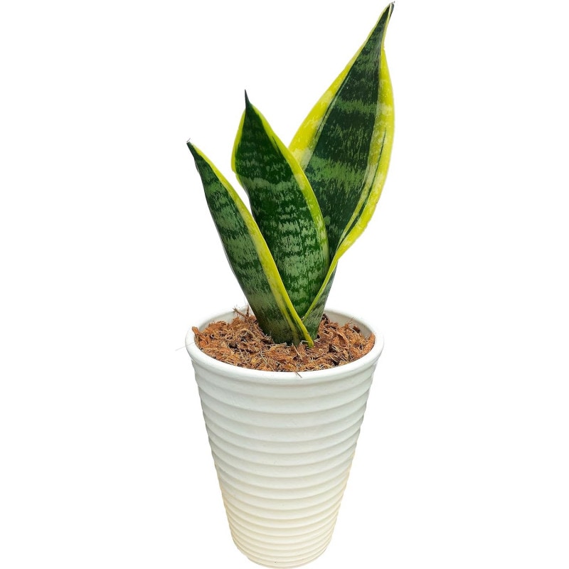 ���տ�ʪ ��ʪ �ߥ� ���󥻥٥ꥢ ���� ��ʪ �ߥ˴��տ�ʪ �פ���