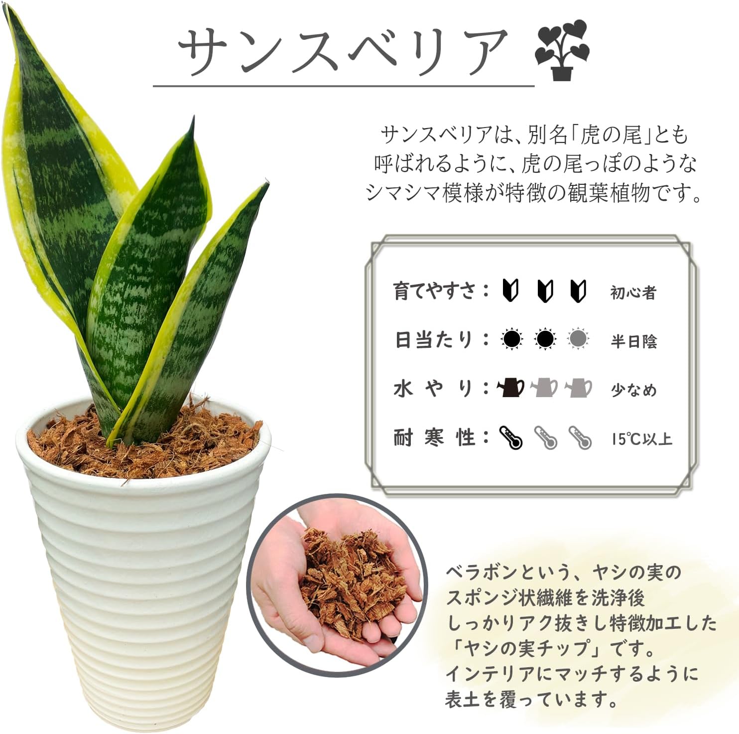 観葉植物 本物 ミニ サンセベリア 観葉 植物 ミニ観葉植物 虎の尾