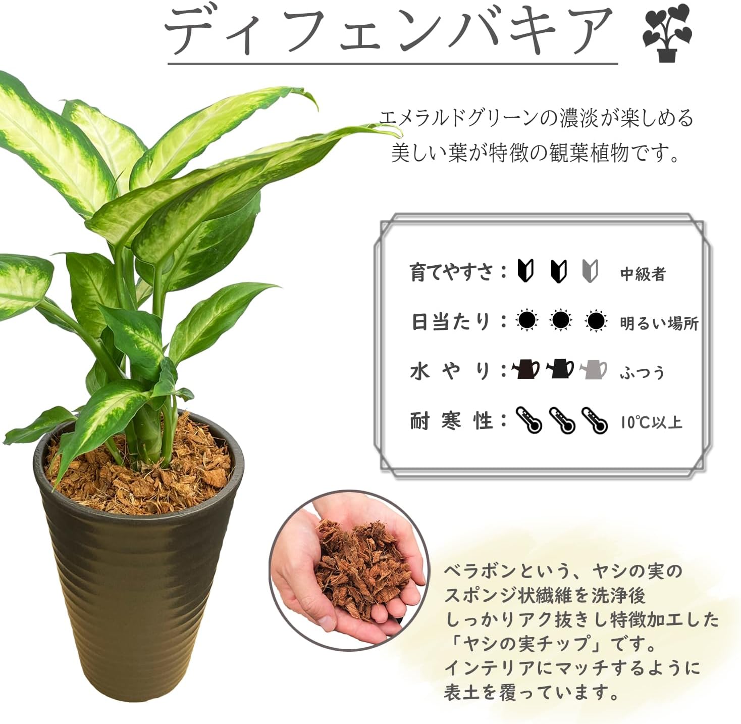 ディフェンバキア 観葉植物 本物 ミニ 観葉 植物 木 おしゃれ ミニ観葉