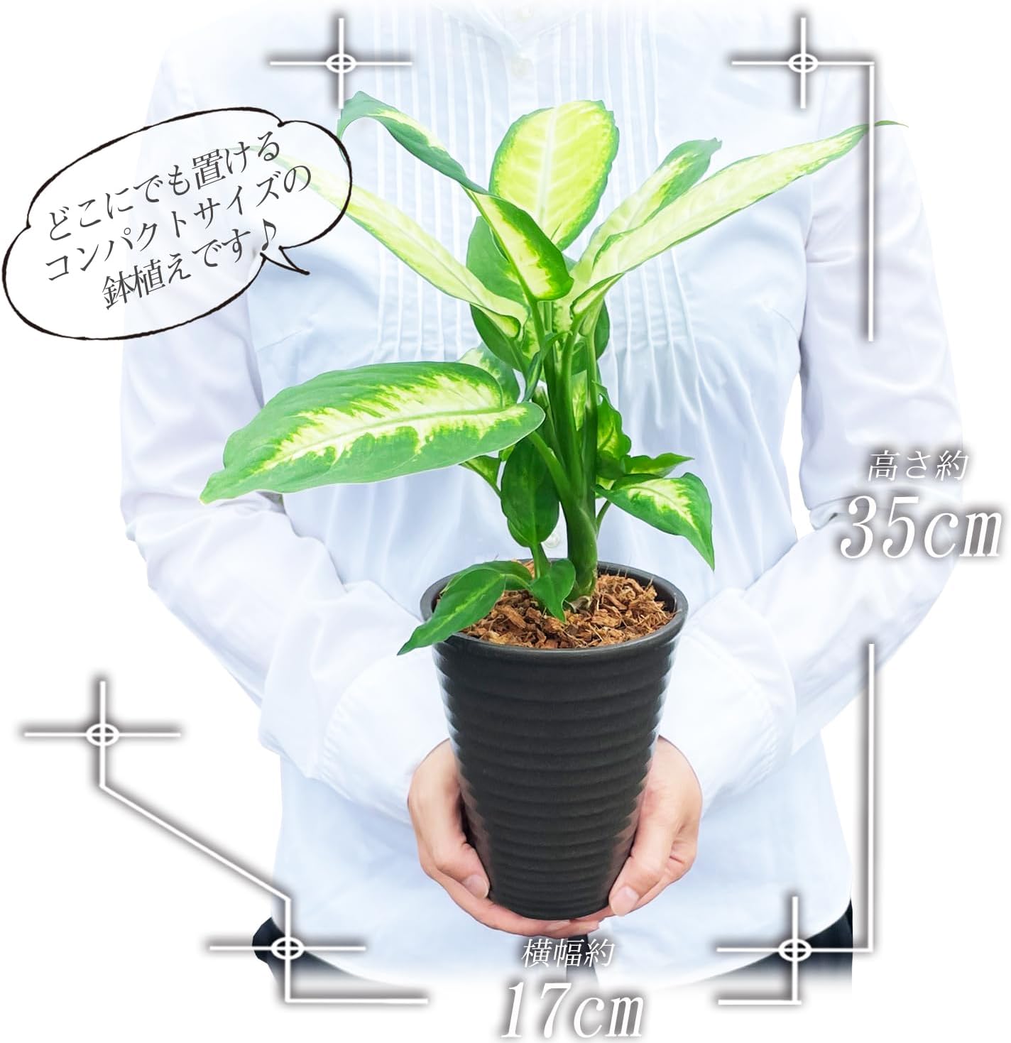 ディフェンバキア 観葉植物 本物 ミニ 観葉 植物 木 おしゃれ ミニ観葉