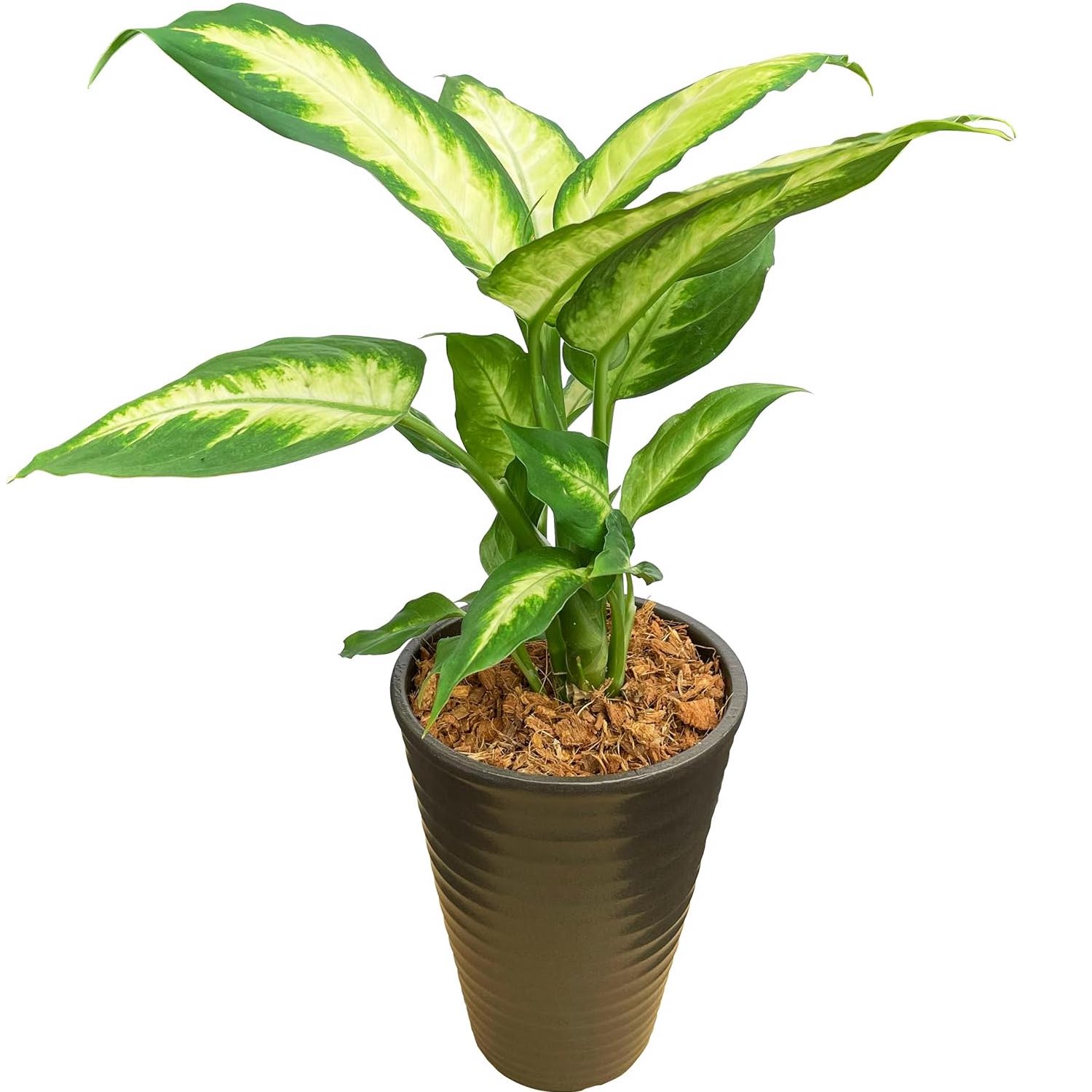 ディフェンバキア 観葉植物 本物 ミニ 観葉 植物 木 おしゃれ ミニ観葉