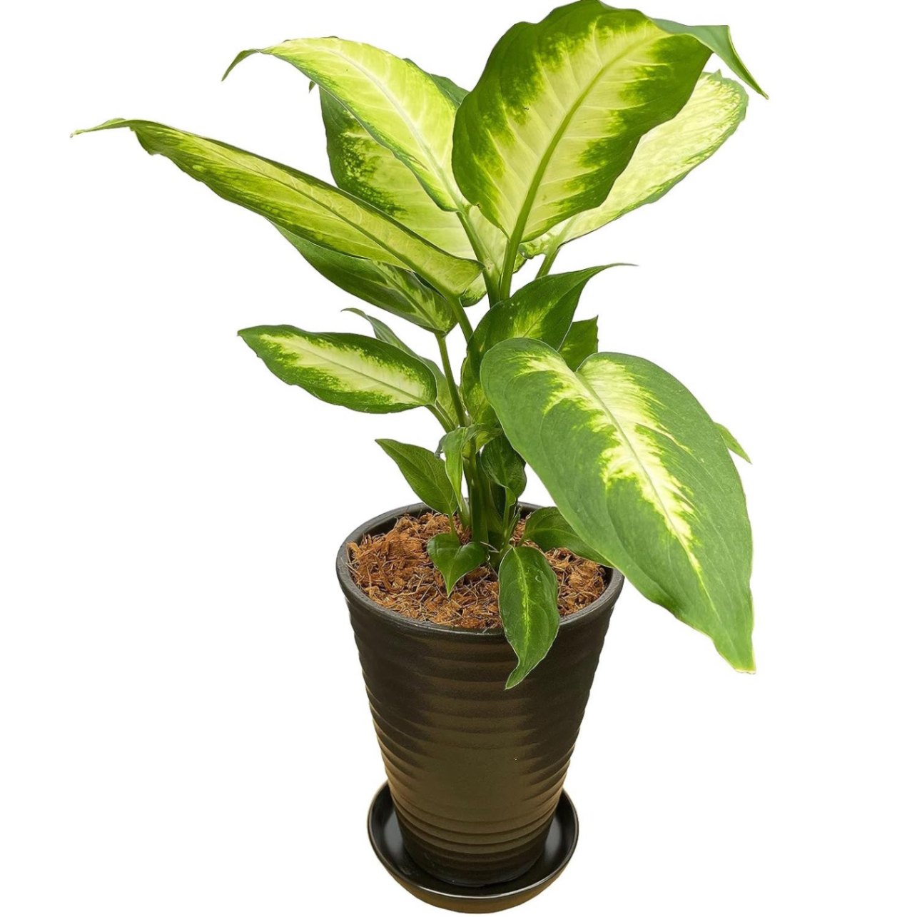 【良好】【送料込み】ディフェンバキア　販売中〜⭐︎ ディフェンバキア 観葉植物 本物 ミニ 観葉 植物 木 おしゃれ ミニ観葉