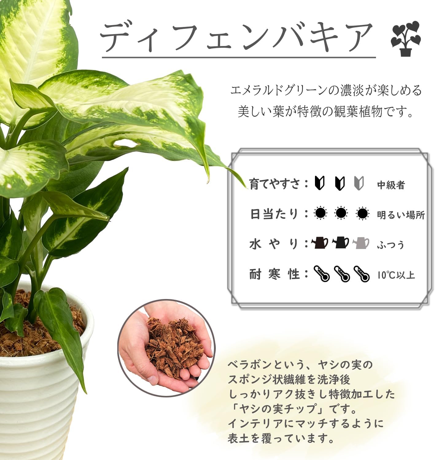 ディフェンバキア 観葉植物 本物 ミニ 観葉 植物 木 おしゃれ ミニ観葉