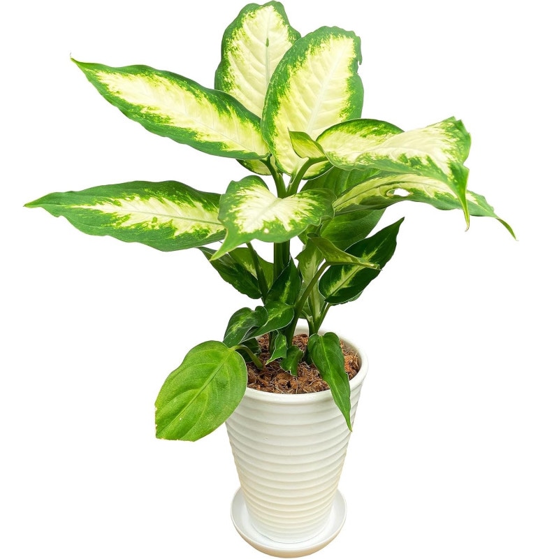 �ǥ��ե���Х��� ���տ�ʪ ��ʪ �ߥ� ���� ��ʪ �� ������� �ߥ˴��տ�ʪ ȭ����