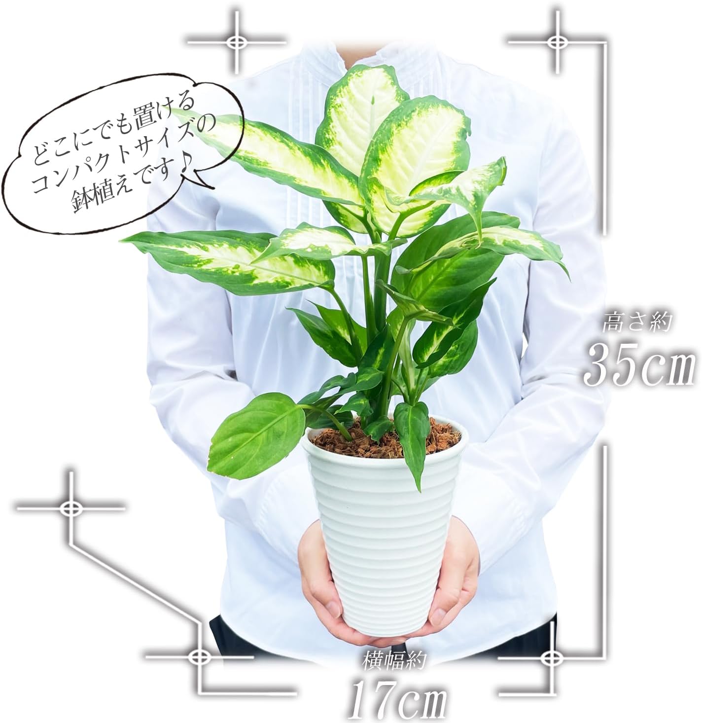 ディフェンバキア 観葉植物 本物 ミニ 観葉 植物 木 おしゃれ ミニ観葉