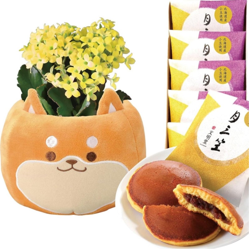 󥳥  ȭ ץ쥼 ե  ˤ  ȭ ȭ ۻ