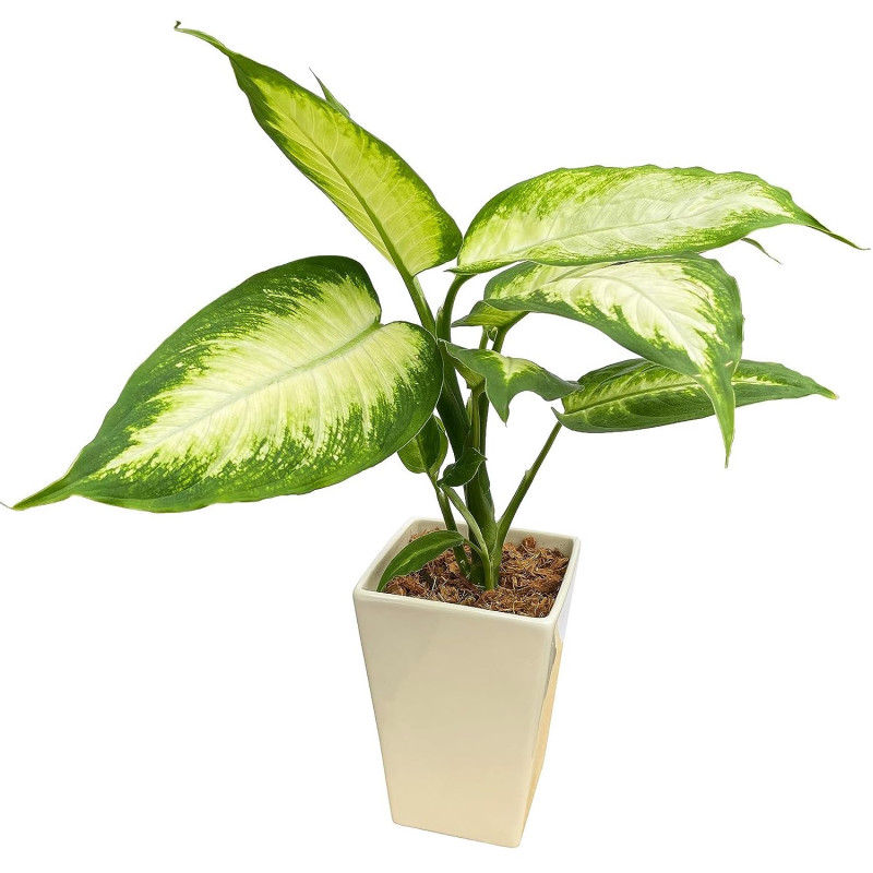 �ǥ��ե���Х��� ���տ�ʪ ��ʪ �ߥ� ������� ���� ��ʪ �� �ߥ˴��տ�ʪ ȭ����