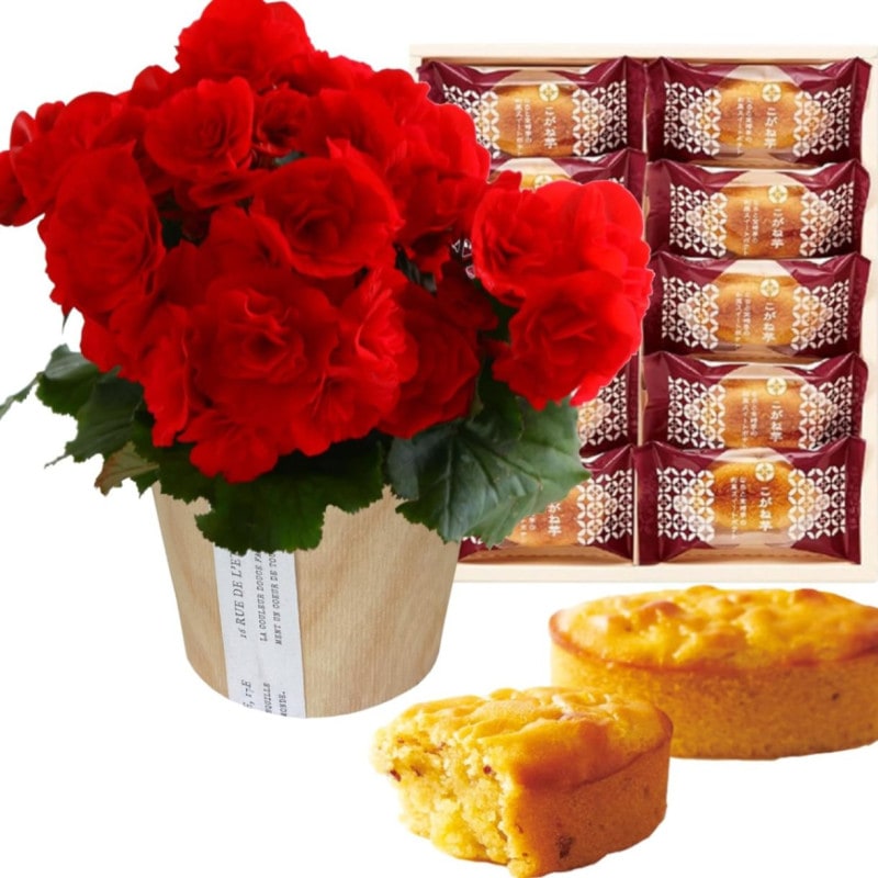 ꡼ ٥˥  ե  ץ쥼 ꡼٥˥ ȭ ȭ