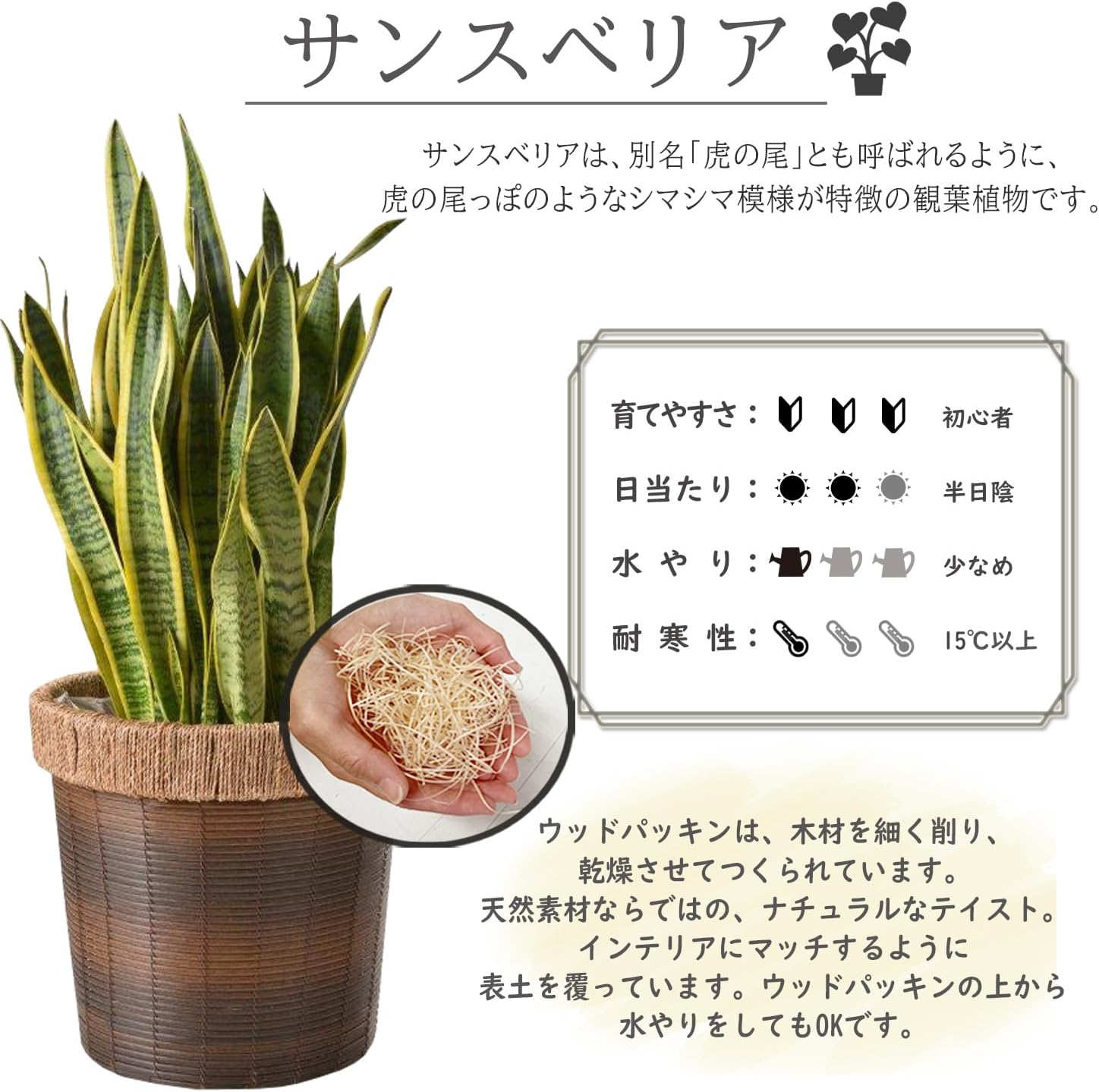サンスベリア 10号鉢 グリーン 観葉植物 インテリア 誕生日 本物