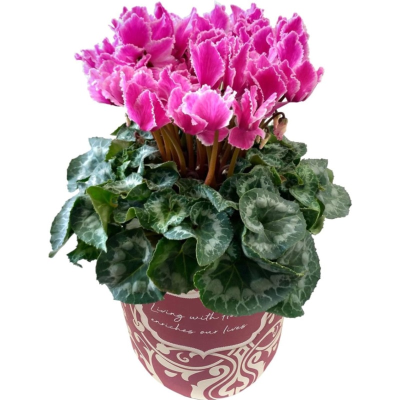  ե ץ쥼  ȭ ȭ  5ȭ  ɥ꡼ѡץ