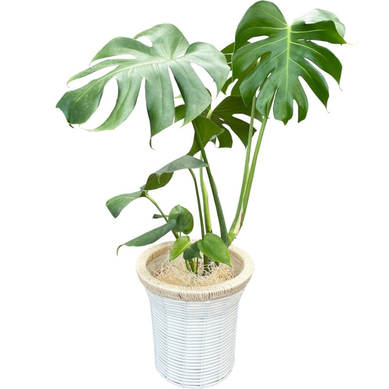 モンステラ 鉢植え もんすてら 観葉 植物 7号 観葉植物 室内用 本物 おしゃれ
