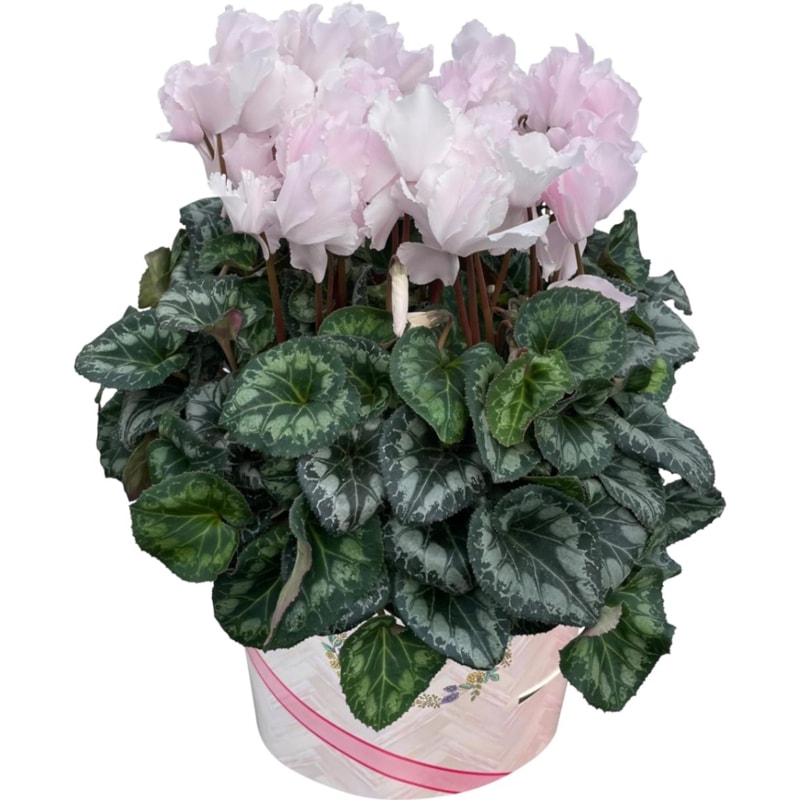  ե ץ쥼  ȭ ȭ  6ȭ ԥ ԡե