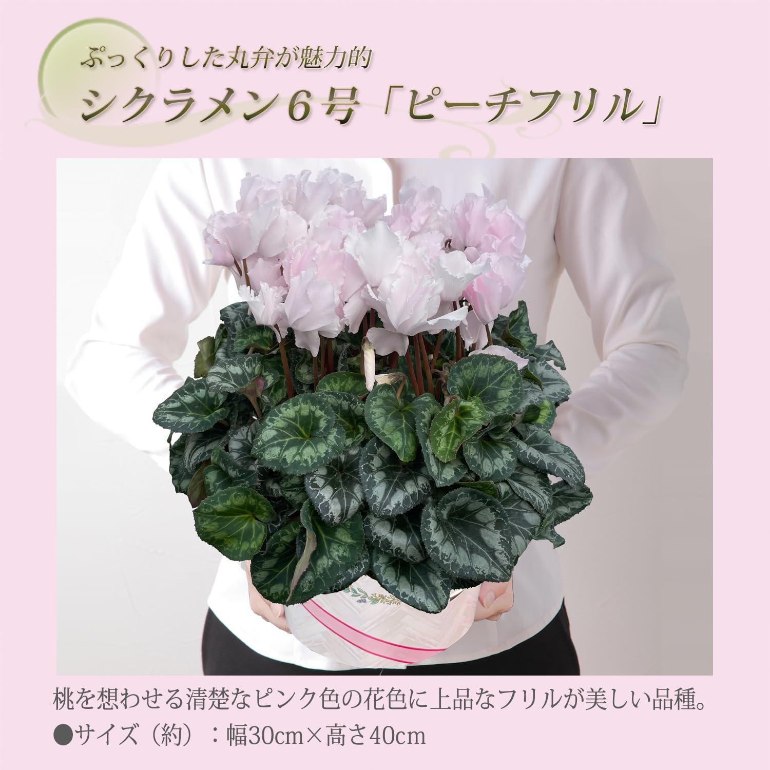 シクラメン ギフト プレゼント 花 鉢植え 鉢花 誕生日 6号鉢 ピンク
