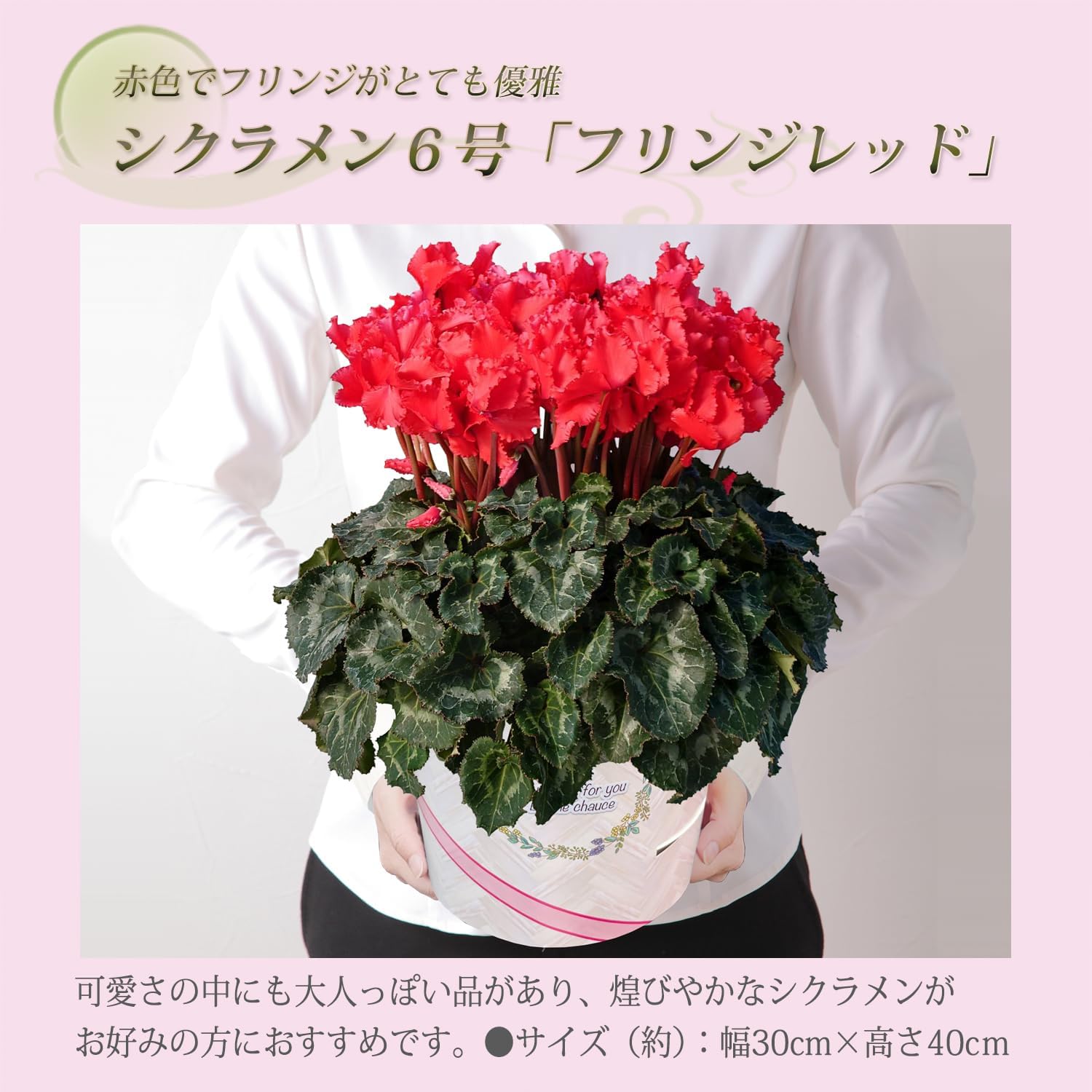シクラメン ギフト プレゼント 花 鉢植え 鉢花 誕生日 6号鉢